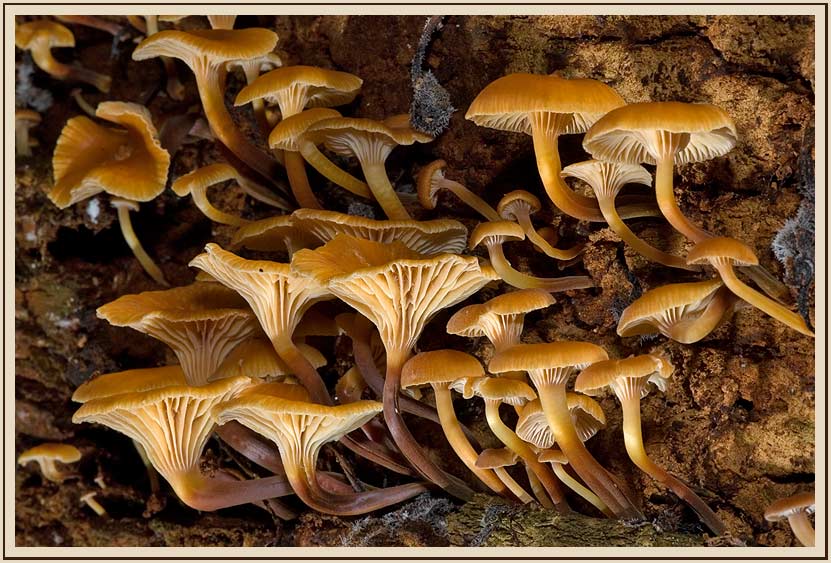 Xeromphalina campanella